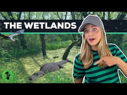 Wetland Ecosystems | Swamps, Marshes, & Bogs