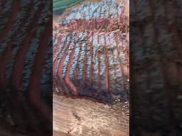 Super Bowl Brisket #dskigrillz #bbq #brisket