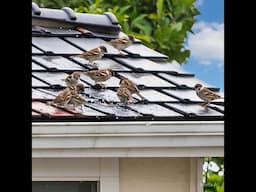 Type Of Bird's Diarrhea & Loose Motion ? |What Homeopathic Medicines Can We Use?@santanubirdscare