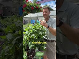 A Unique Salvia