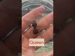 New leafcutter ant colony arrives at the Saint Louis Zoo #stlouiszoo