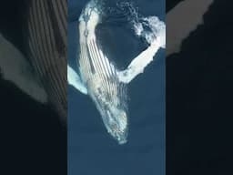 How many more whales need to die before things change? Use our krill toolkit. Let’s #StopThePlunder!