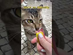 Shop cats in Macau be like: