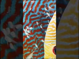 DISCUS FISH BABIES #discusfish #shorts #youtubeshorts