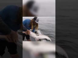 Striper with Sea Lice Caught & Released! #rhodeisland #fishing