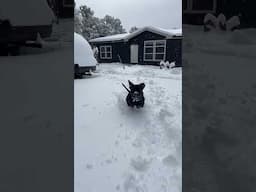 Our #americanbully “Barrel” comes barreling through the fresh powder. #pitbull #puppy #cute