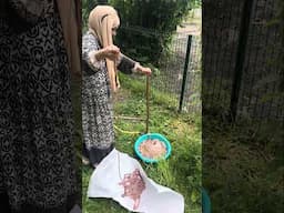 Baştan sona Mumbar Nasıl Temizlenir, (kuzu, koyun bağırsak temizleme)