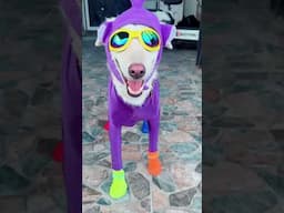 The MOST Creative Dog Owners Show Off Their Pets