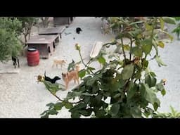 My Dogs are Happy in My Animal Shelter! Look How Happy Duke is Now!  - Takis Shelter