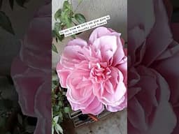 Low budget giant Crepe Paper Flower for home decor,Handmade flores de papel Crepe@PaperSaiarts