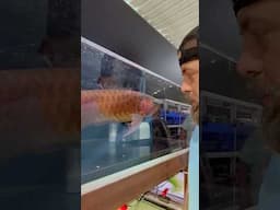 Top Asian Arowana Farm #aquarium #arowana #asianarowana