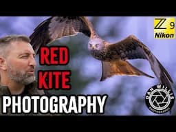 Free Red Kite Photography in Wales