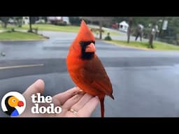 Cardinal Gives Cutest Goodbye To Woman Who Rescued Him | The Dodo