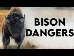 Every Yellowstone Bison Incident of the 21st Century