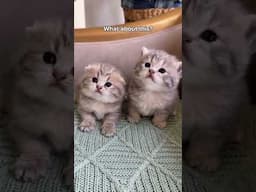 What do you think of them !