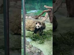 Just a Giant Panda minding his own business 🐼😅
