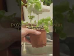 🌱 POV: You unlocked the cheat code to UNLIMITED BASIL 🌿✨ #basil #unlimitedbasil