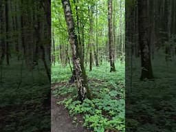 Прогулка в лесу часть 1