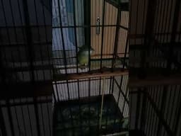 cucak jenggot gacor