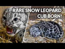 Rare Snow Leopard Cub Born! | The Big Cat Sanctuary