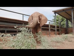 Treatment and Rescue of Chapeyu | Sheldrick Wildlife Trust