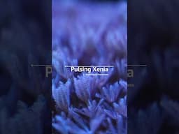 Chilling With Xenia #brstv