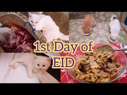 1st day of EID with my cats | Eid 2025 | KITTYcat vlogs