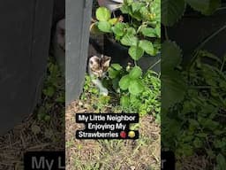 Cat Shorts #shorts #cat #catlovers #catlady #catvideos #catshorts #kitten #catvideo #catsofyoutube