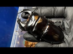 BEETLE Z กำลังถ่ายทอดสด! ให้อาหารด้วง