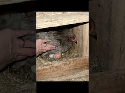 ‼️BROODY HEN‼️🐣 The free & easy way we incubate chicks!!! #chickens #homestead #farmfresheggs