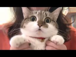 Cat politely spurns grandpa's advances