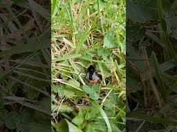 Red-tailed bumblebee | Bombus lapidarius