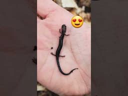 Salamander Are The Best #nature #wildlife #cute