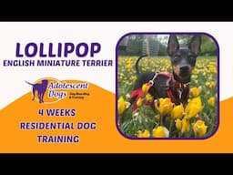 Lollipop the English Miniature Terrier Puppy | 4 Weeks Residential Dog Training