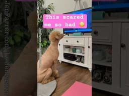 AMAZING! Dog tells fireworks outside are the same as her video game 🤗