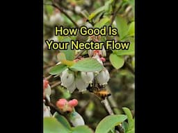 How Good Is Your Nectar Flow?