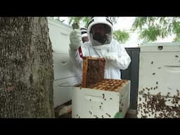 Bringing back BEES 🐝 🐝  PLUS Flow & Langstroth Hive Brood Inspections - Free Range Homestead Ep 88