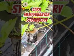 Cara Memperbanyak Strawberry dari Stolon