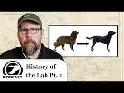 History of the Labrador (Part 1 of 3): Origins | DU Podcast