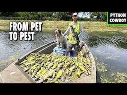 Why Iguanas Are a Big Problem in Florida