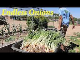 Relaxing I'itoi Onion Harvest