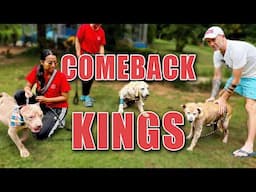 3 Sick Thai Street Dogs Battle To Survive - Maximus, Big T and Anthony
