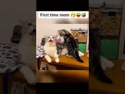 CAT EXCITED OR 😢 #funny #animallovers #cat #animallife