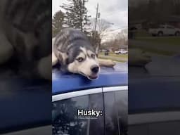 German Shepherd vs Husky🤣 Funniest Huskies | Best Videos #husky #doglovers #huskydog #shorts #dog