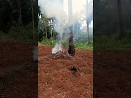 Bush Burning, Cassava Planting and maize