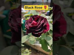 Black rose in home garden  #rose #blackrose #gardeing #terracegardening #flowers