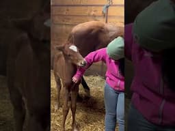 New addition to the hobby farm! #familyfarming #equestrian #farmfamilyfun