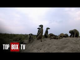 Wild Dynasties - Mothers