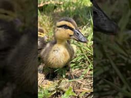 How we use ducks for pest control 🦆 #ducks #duckfarming #growyourownfood #farming #offgridliving