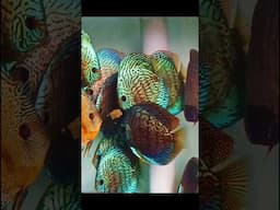 DISCUS FISH FOOD | FROZEN ARTEMIA #discusfish #fishfood #shorts #youtubeshorts